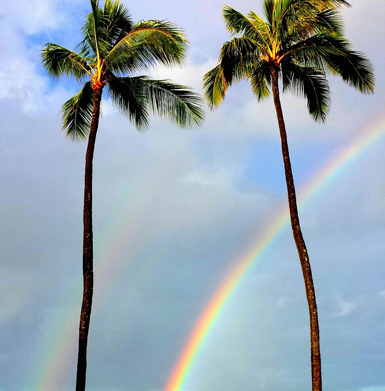 rainbow, palm trees, tropical